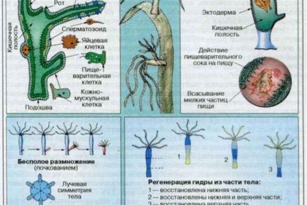 Кракен мп