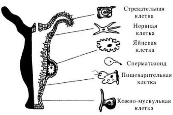 Ссылка на сайт кракен в тор браузере
