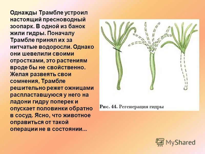 Whitenet как войти